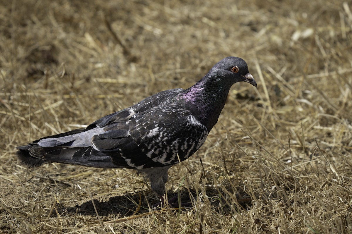 Rock Pigeon (Feral Pigeon) - ML618560328