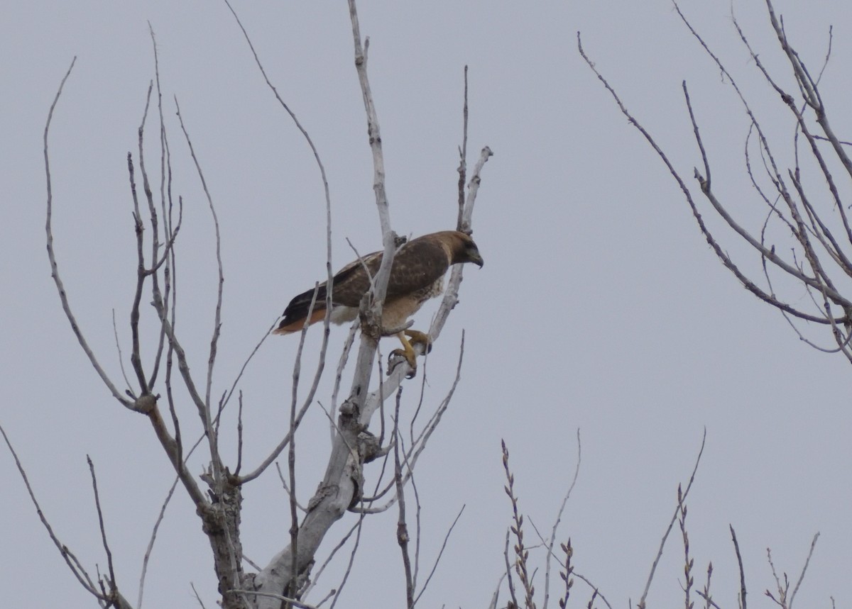 Red-tailed Hawk - ML618560343