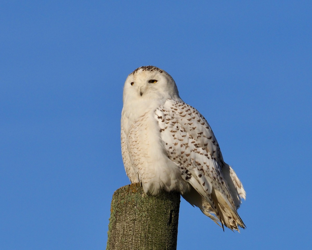 Snowy Owl - ML618560354