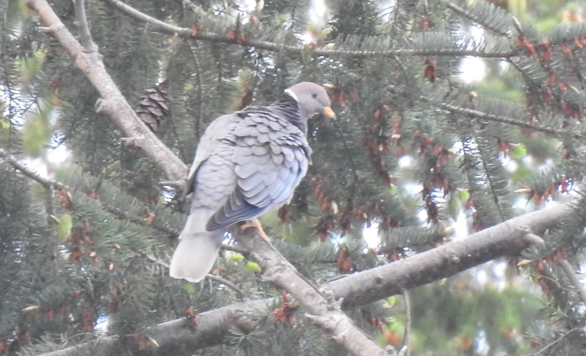 Band-tailed Pigeon - ML618560358
