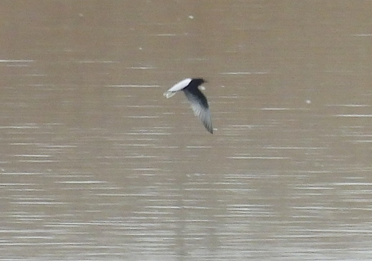 White-winged Tern - ML618560442