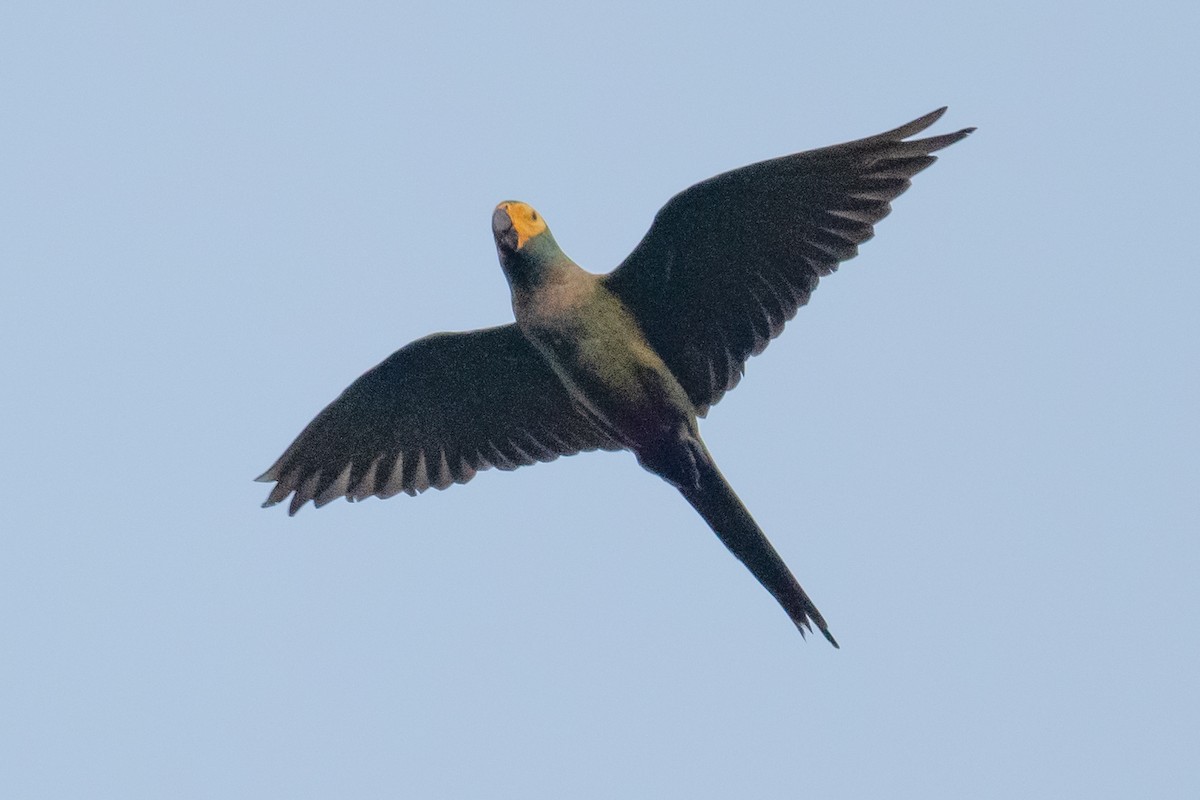 Red-bellied Macaw - Ross Bartholomew