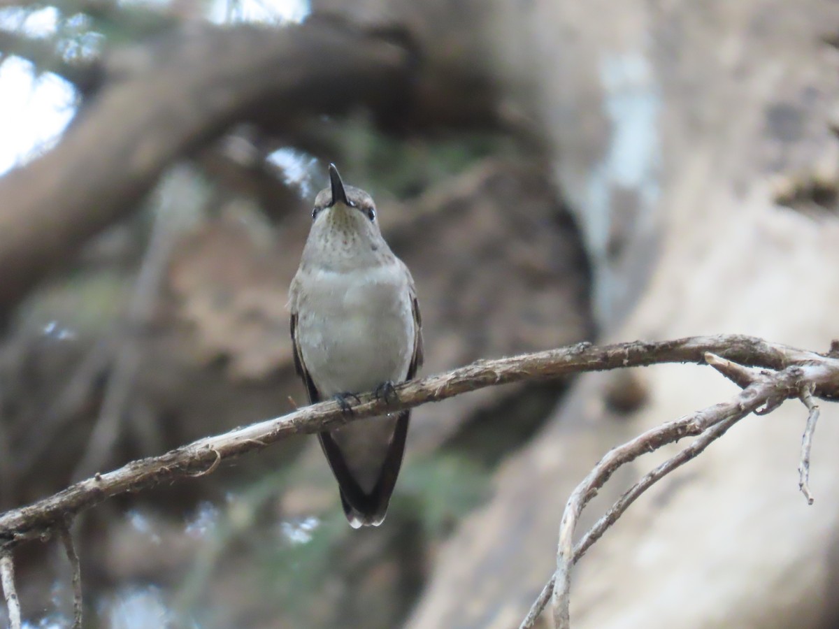 Black-chinned Hummingbird - ML618560467