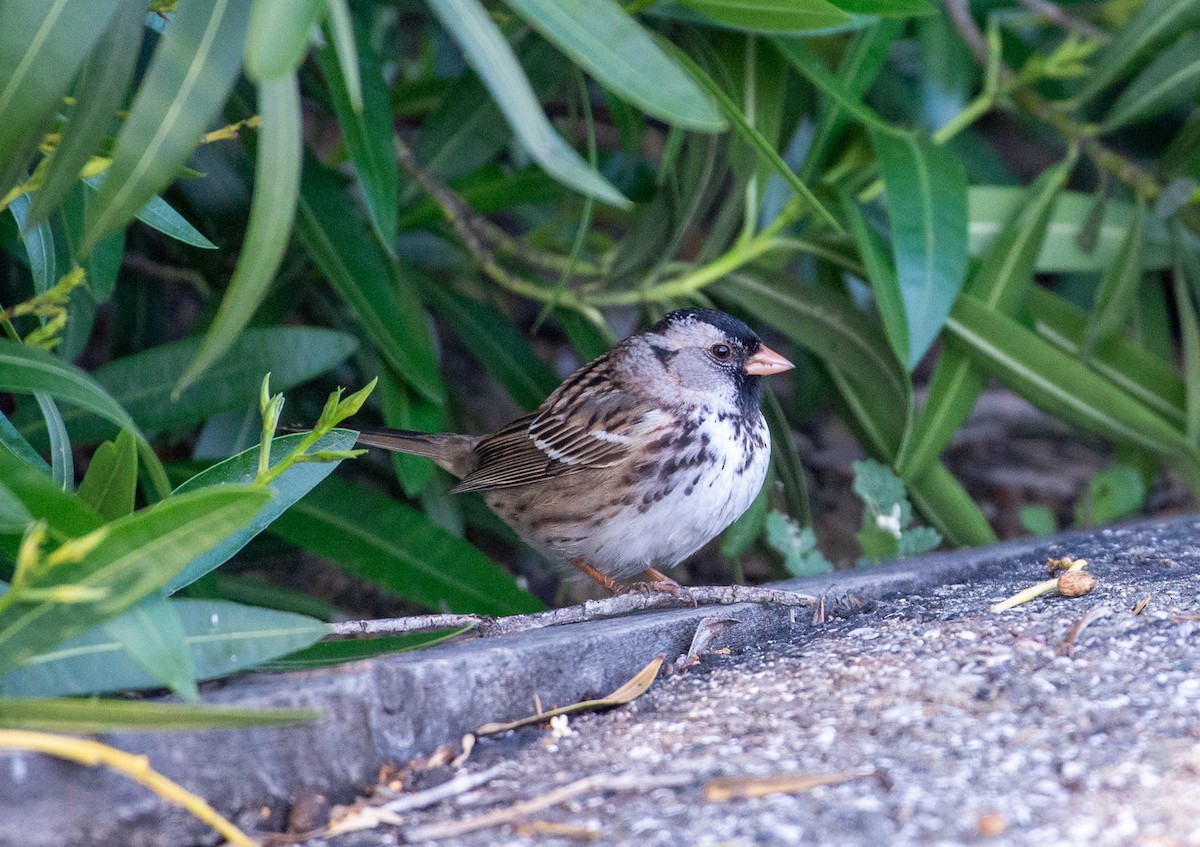 Harris's Sparrow - ML618560470