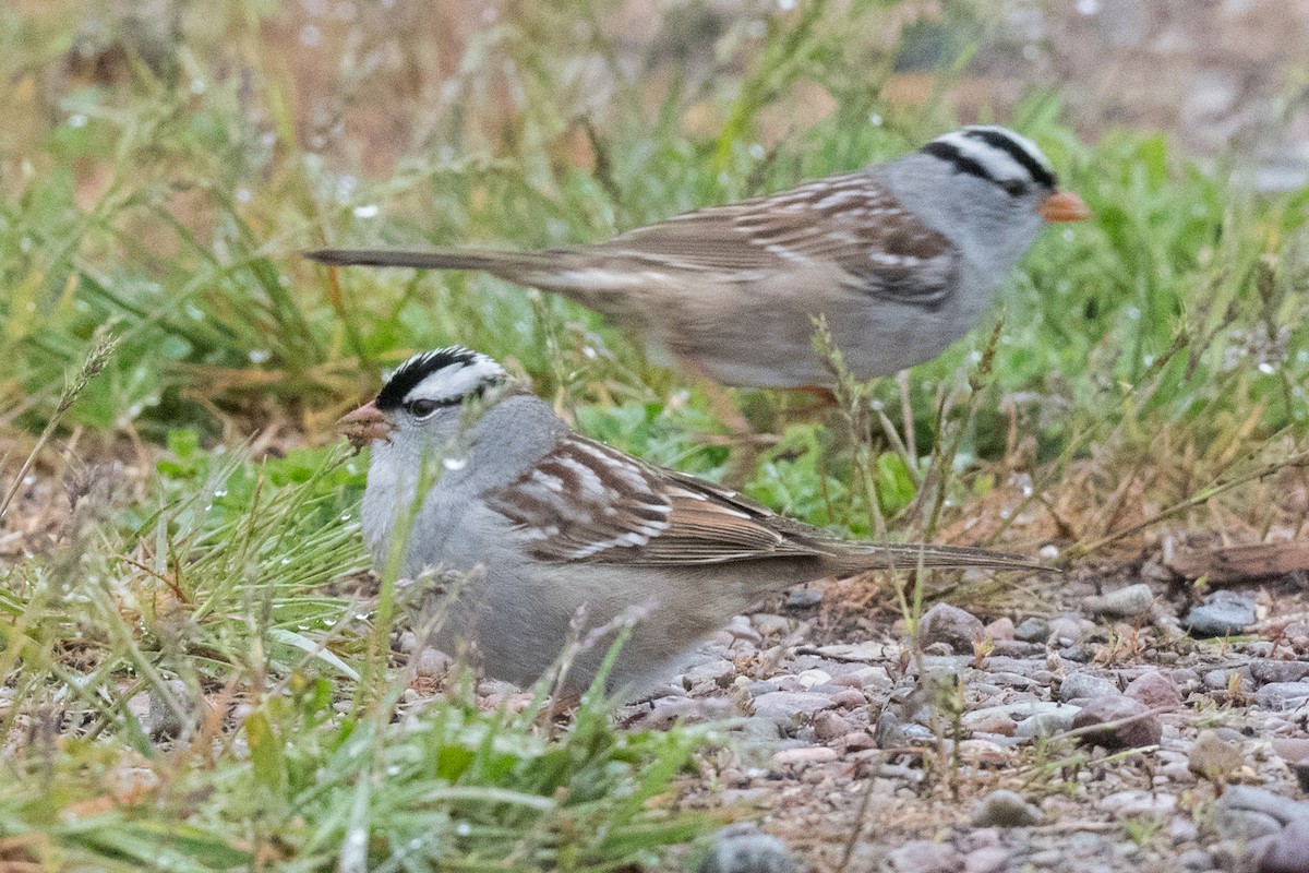 White-crowned Sparrow (oriantha) - ML618560471