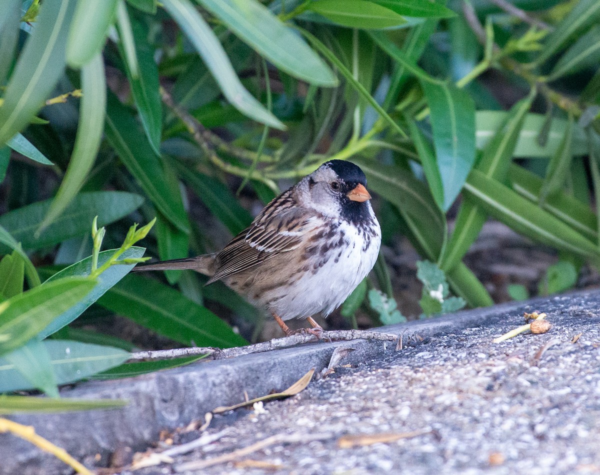 Harris's Sparrow - ML618560473