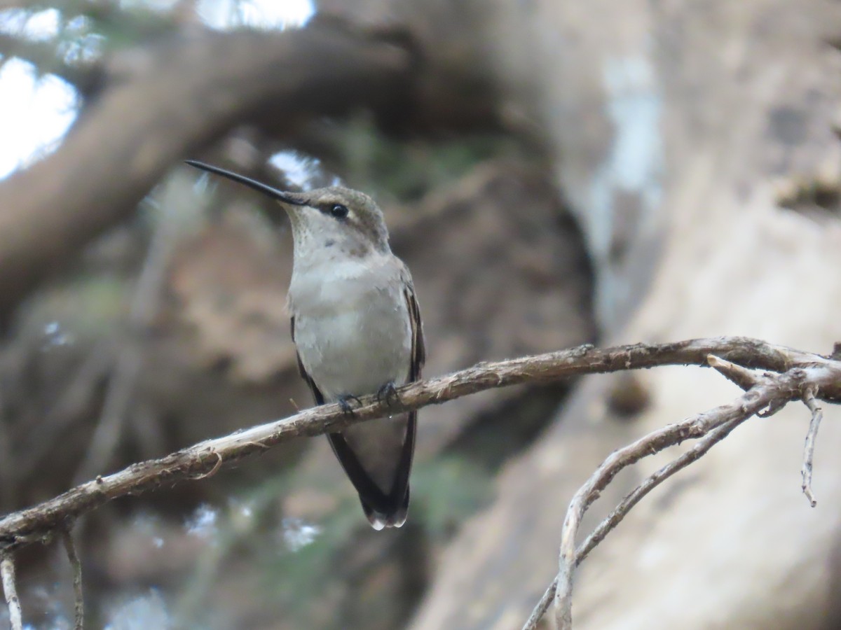 Black-chinned Hummingbird - ML618560474
