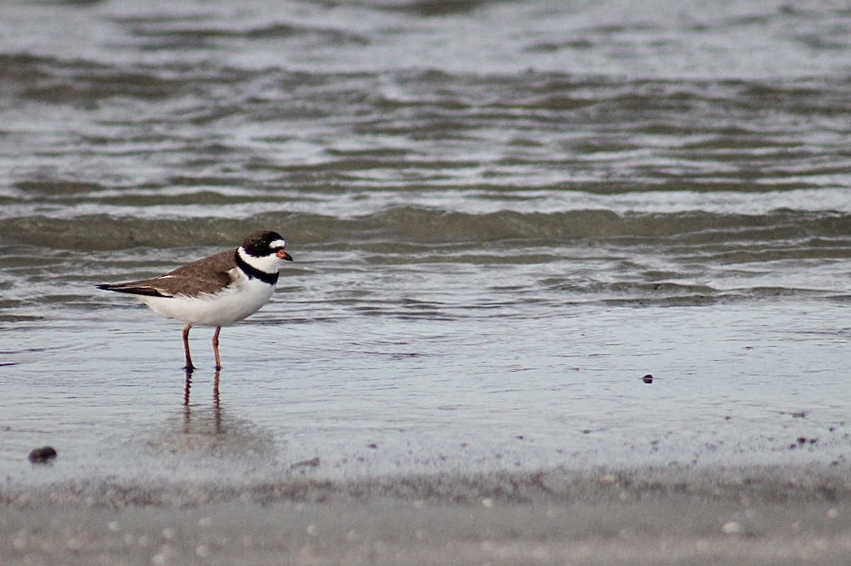 Semipalmated Plover - ML618560479