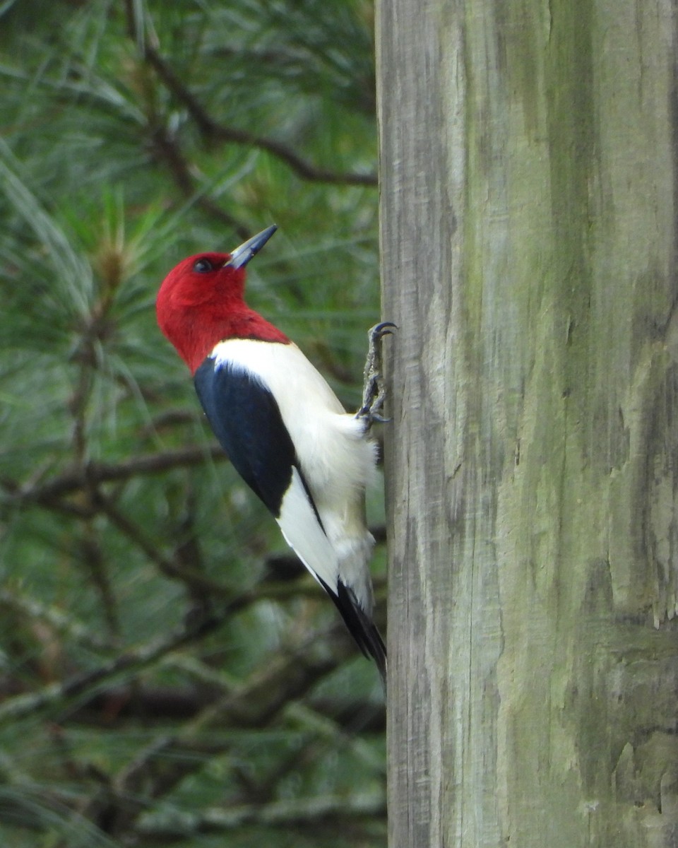 Red-headed Woodpecker - ML618560486