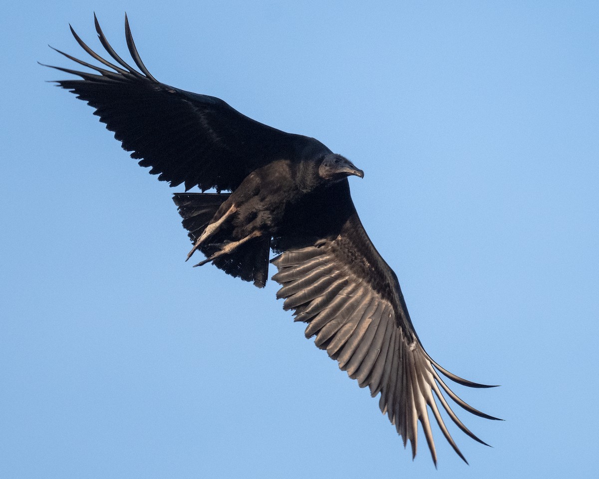 Black Vulture - ML618560504
