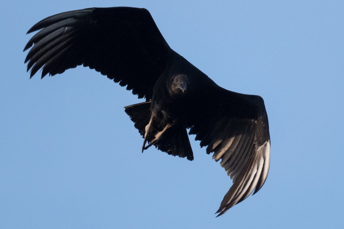 Black Vulture - Ross Bartholomew