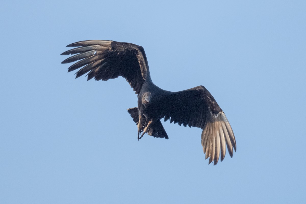 Black Vulture - ML618560511