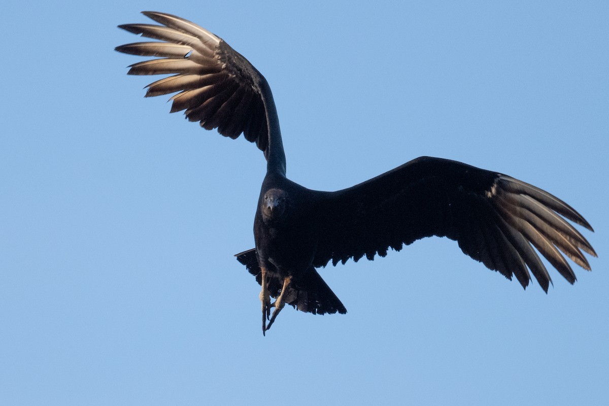 Black Vulture - ML618560512
