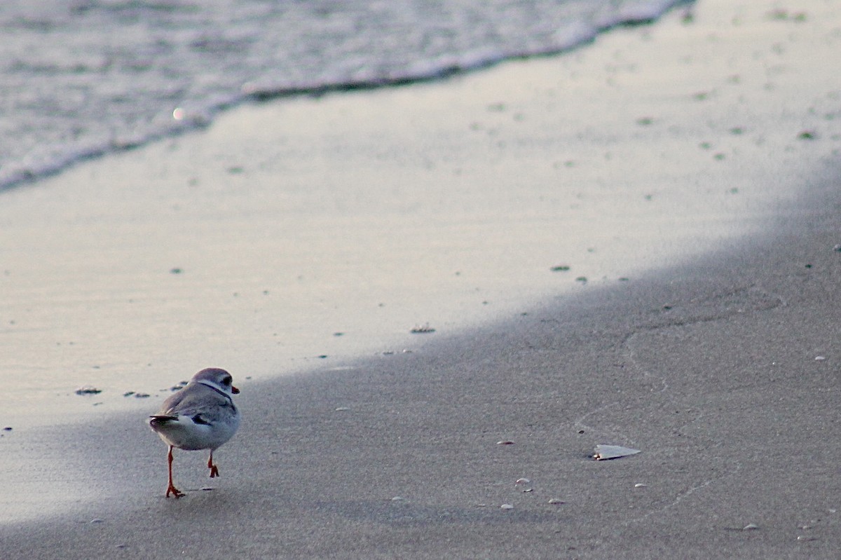 Piping Plover - ML618560516