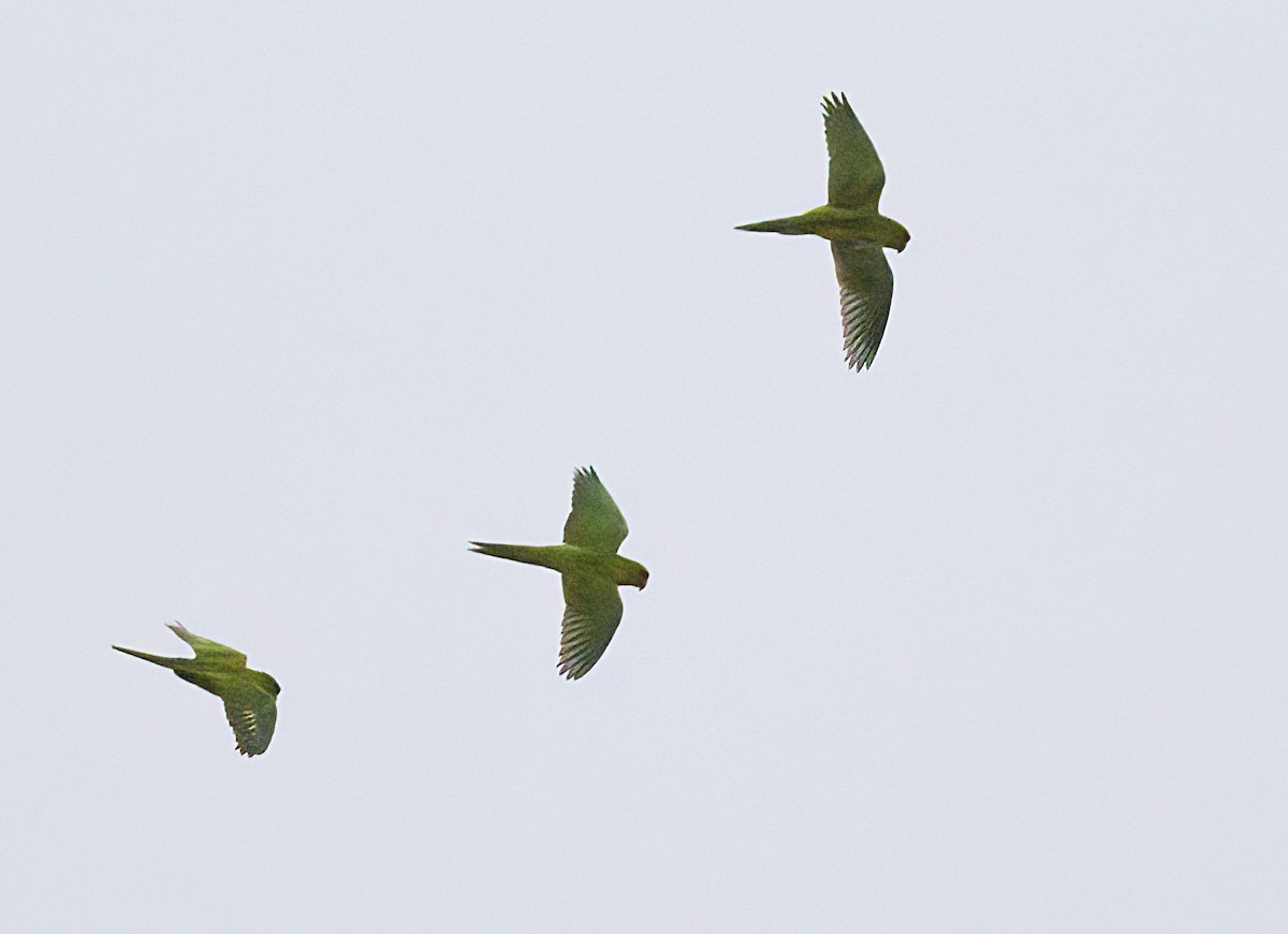 Green Parakeet - ML618560522