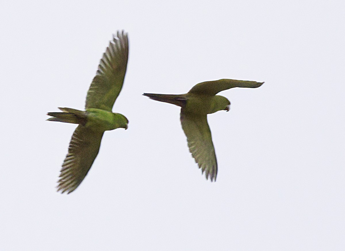 Green Parakeet - ML618560524