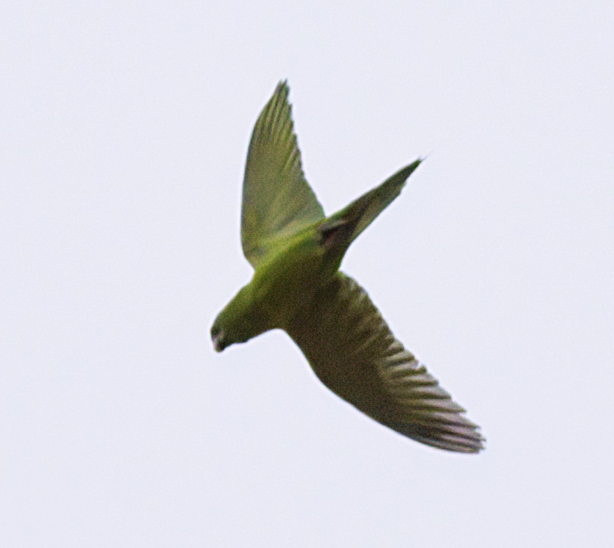 Green Parakeet - ML618560525