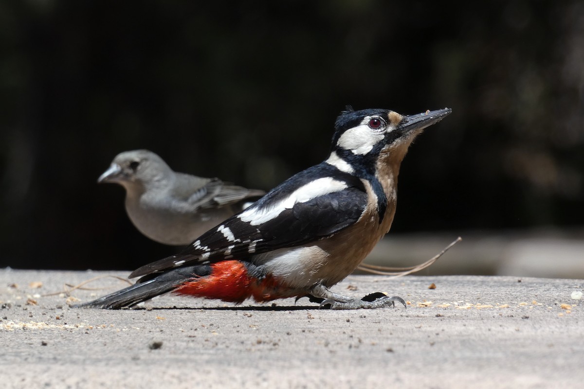 Great Spotted Woodpecker (Canarian) - ML618560526