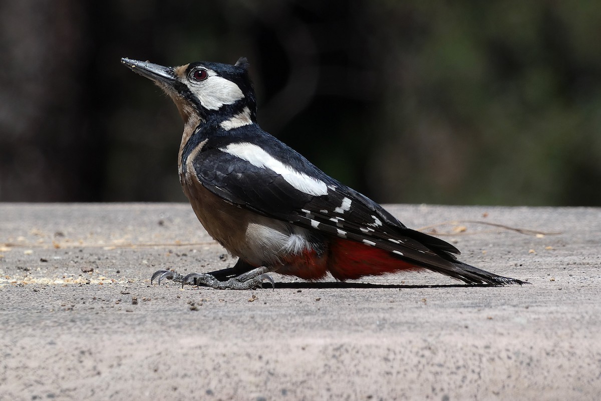 Great Spotted Woodpecker (Canarian) - ML618560527