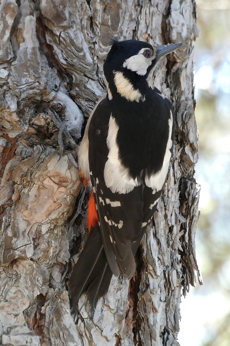 Great Spotted Woodpecker (Canarian) - ML618560528