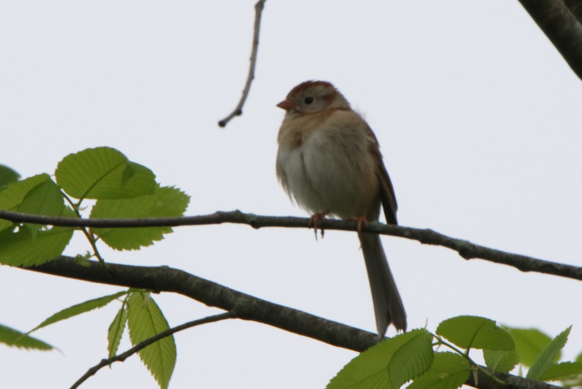Field Sparrow - ML618560530