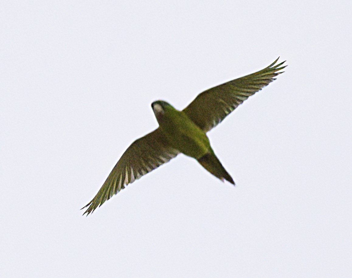 Green Parakeet - ML618560532