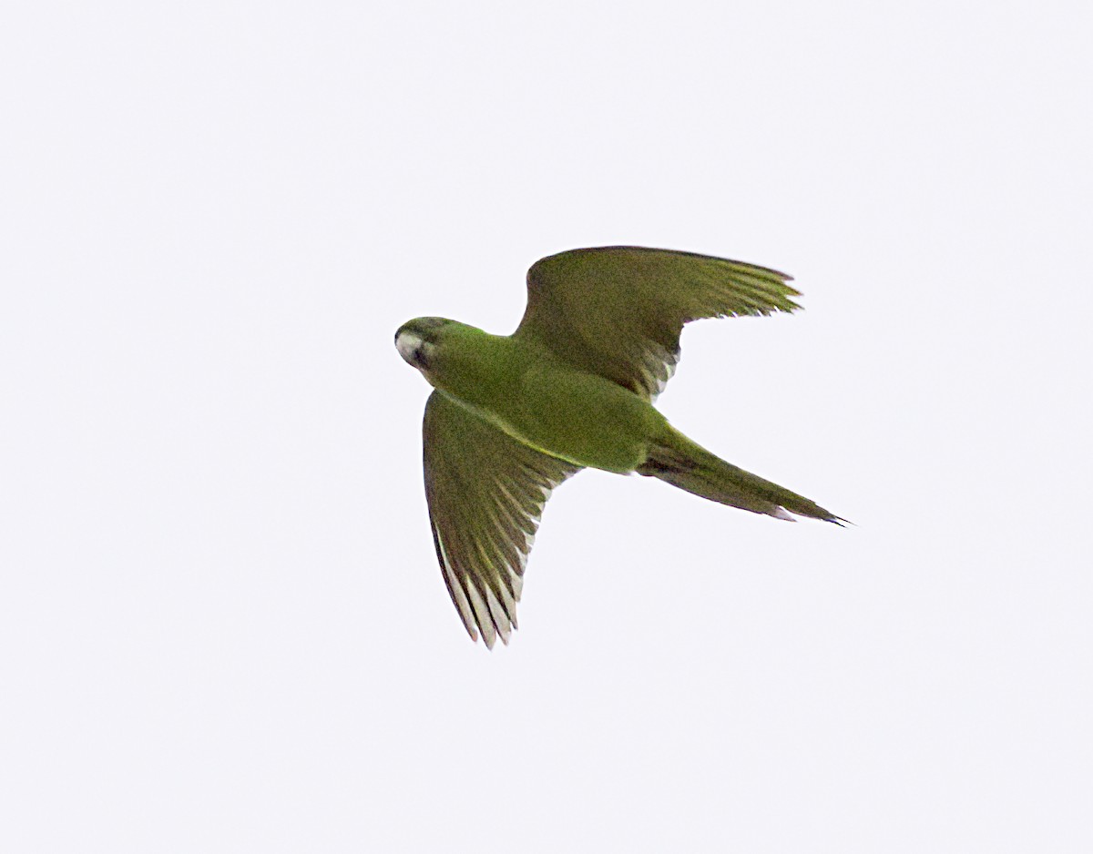 Green Parakeet - John Gluth