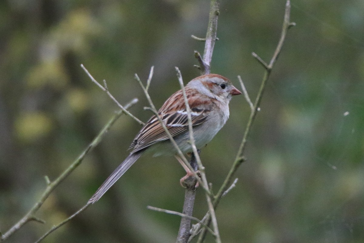 Field Sparrow - ML618560548
