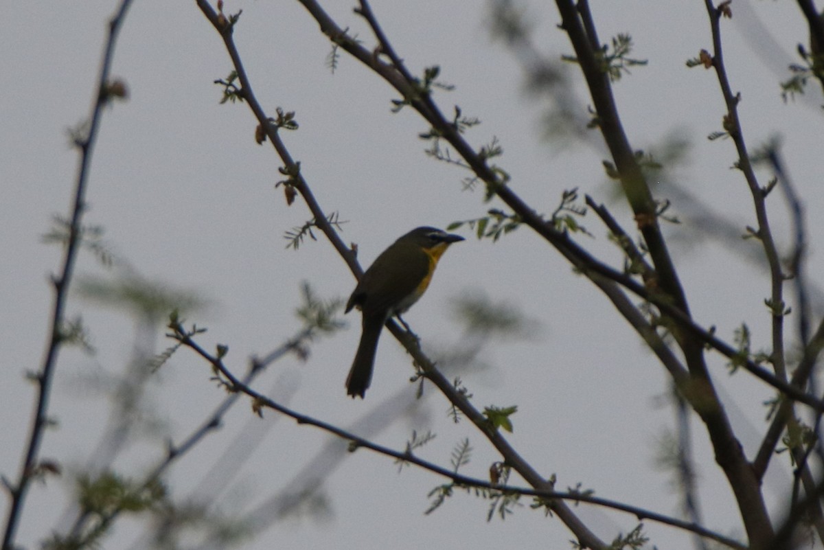 Yellow-breasted Chat - ML618560602