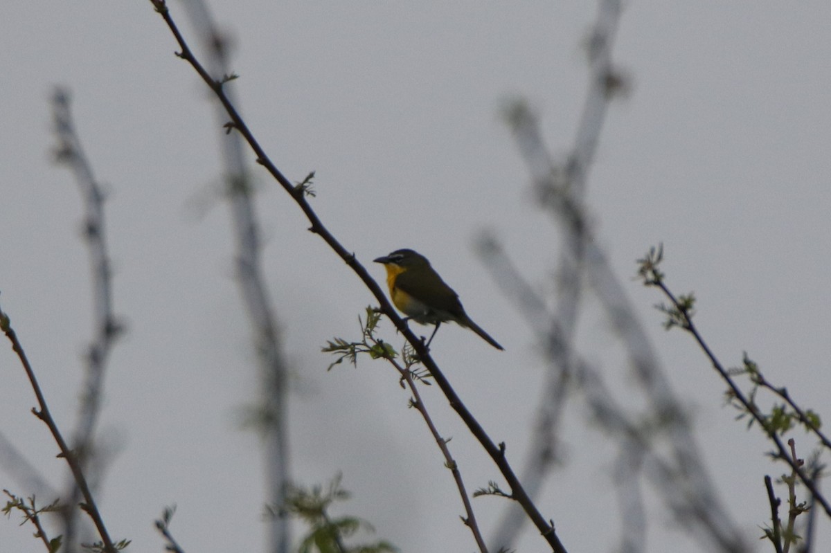 Yellow-breasted Chat - ML618560603