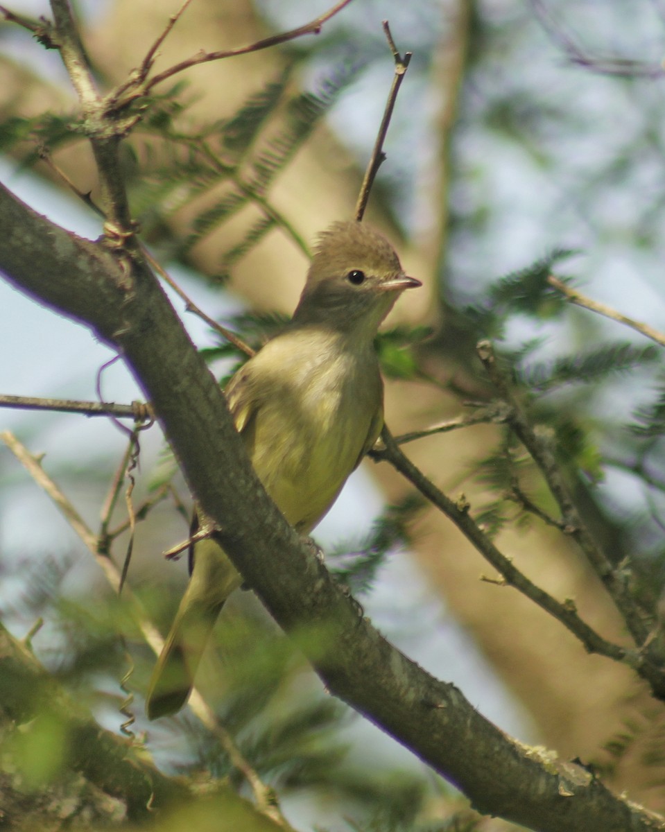 Yellow-bellied Elaenia - Guillermo Andreo