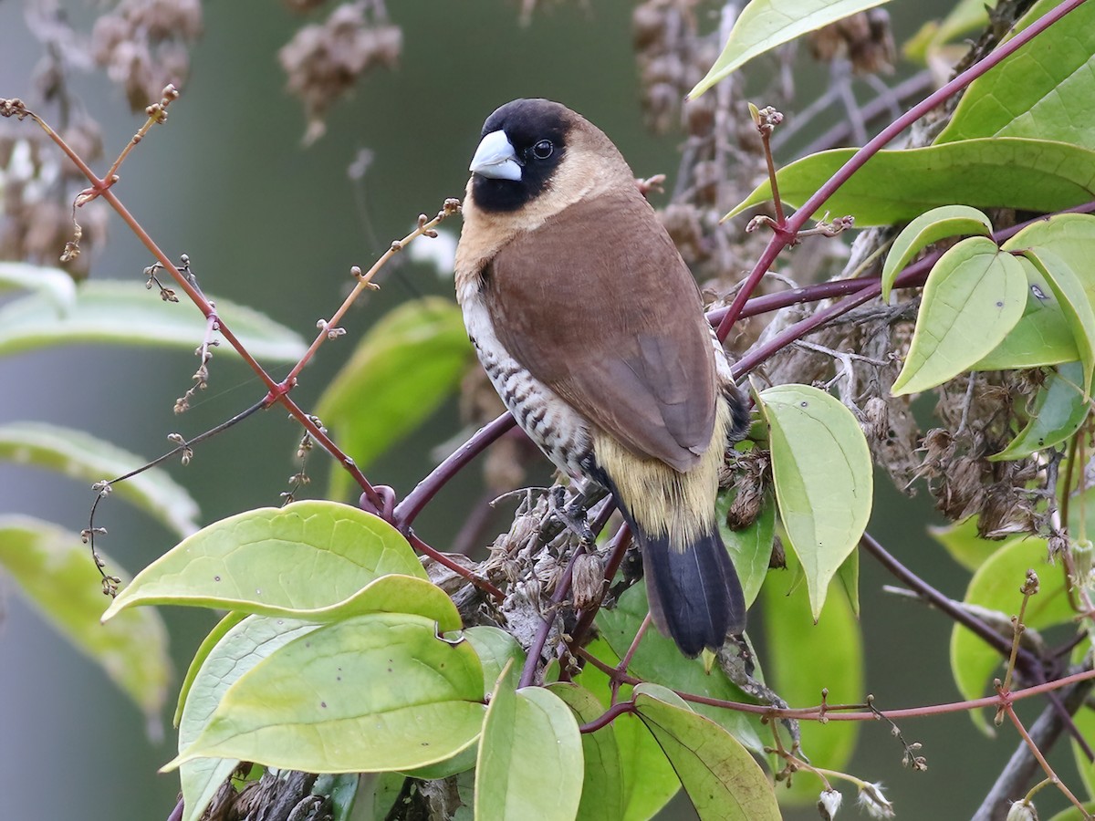 Snow Mountain Munia - Lonchura montana - Birds of the World