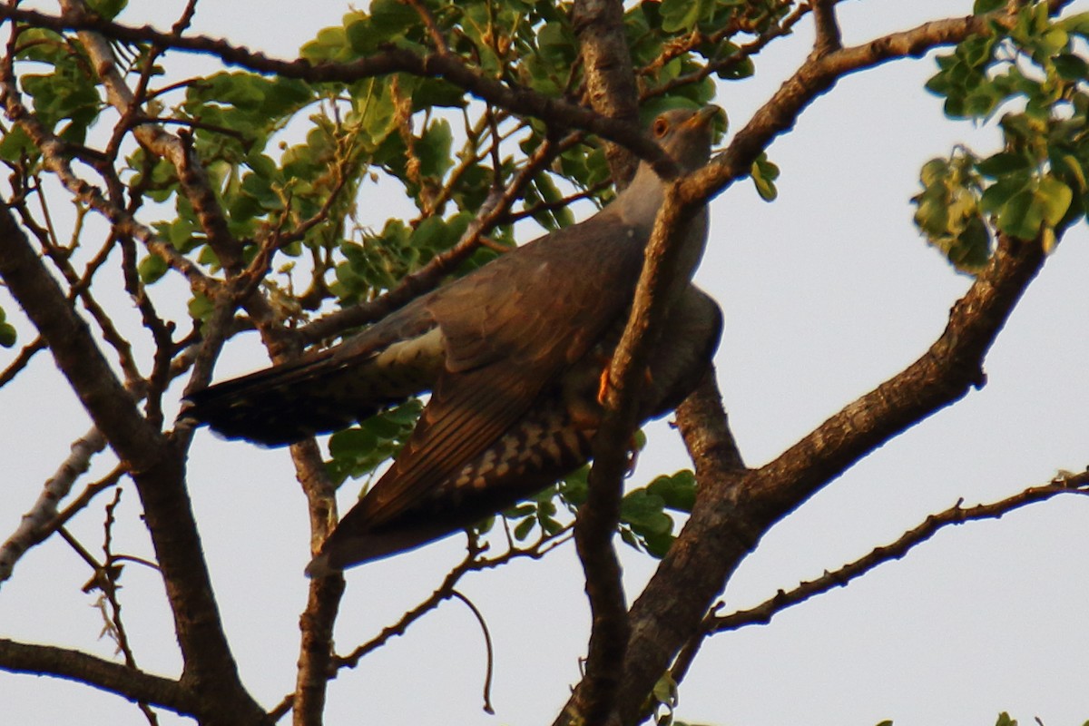 Common Cuckoo - ML618560698