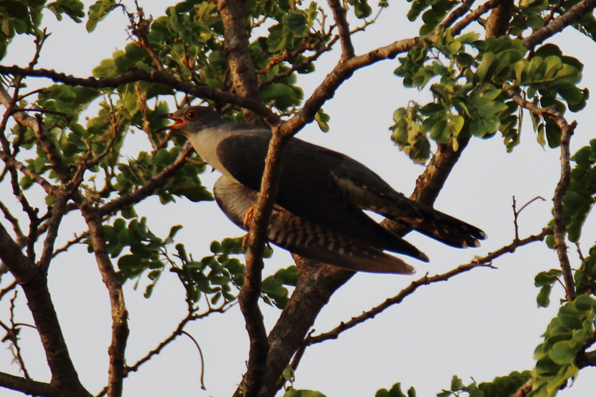 Common Cuckoo - ML618560699