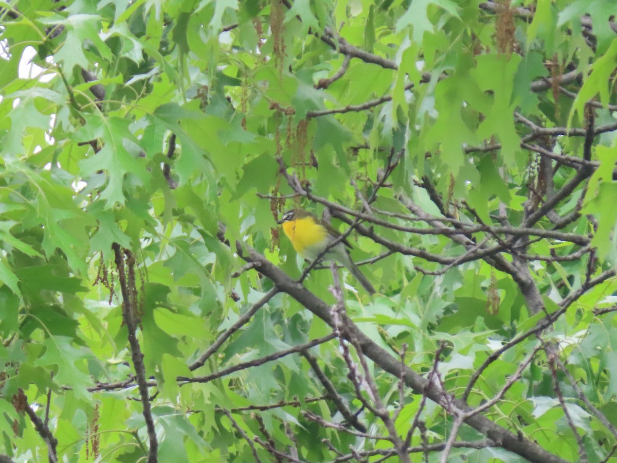 Yellow-breasted Chat - ML618560714