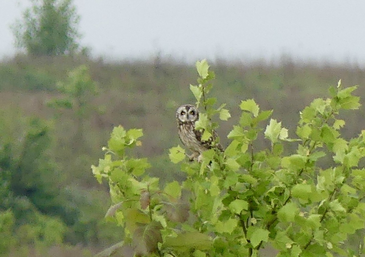 Short-eared Owl - ML618560748
