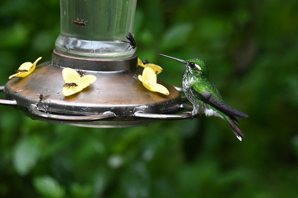 kolibřík skvrnoocasý - ML618560750