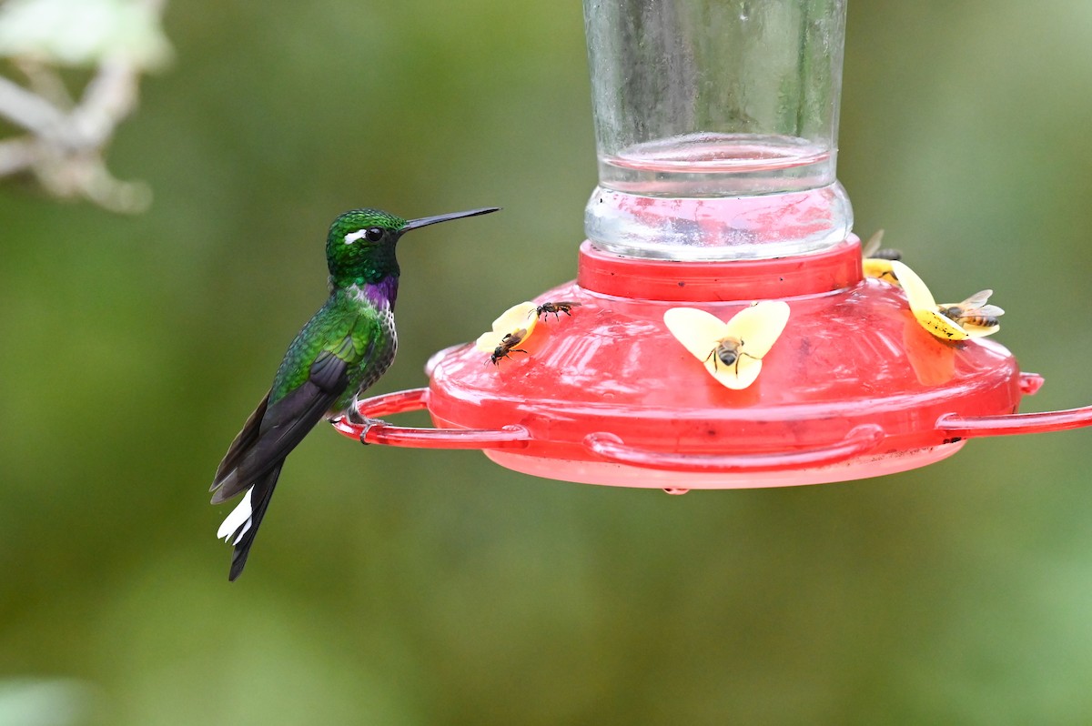 kolibřík skvrnoocasý - ML618560753