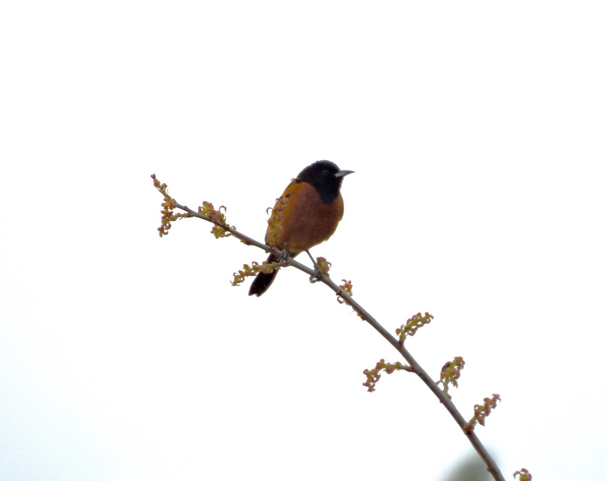 Orchard Oriole - ML618560758