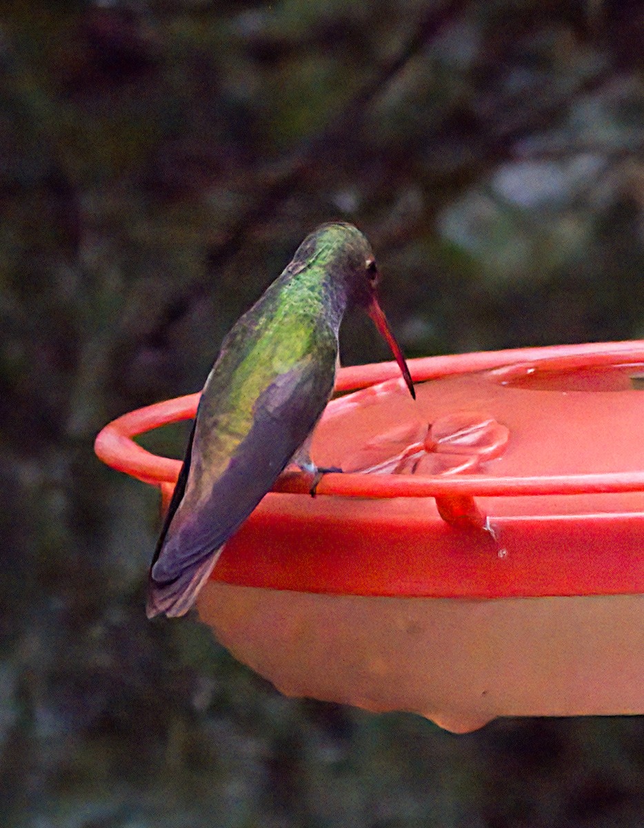 Buff-bellied Hummingbird - ML618560800
