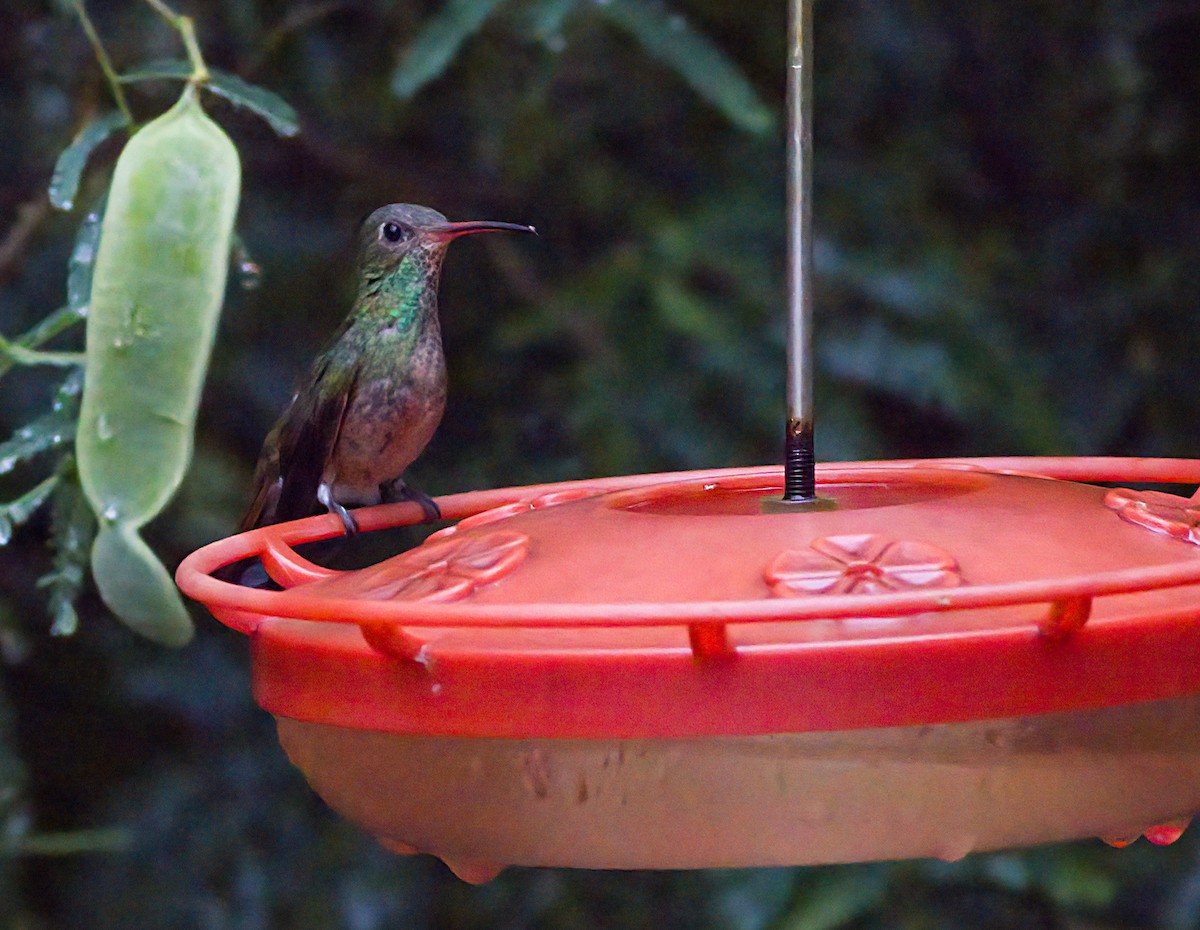 Buff-bellied Hummingbird - ML618560807