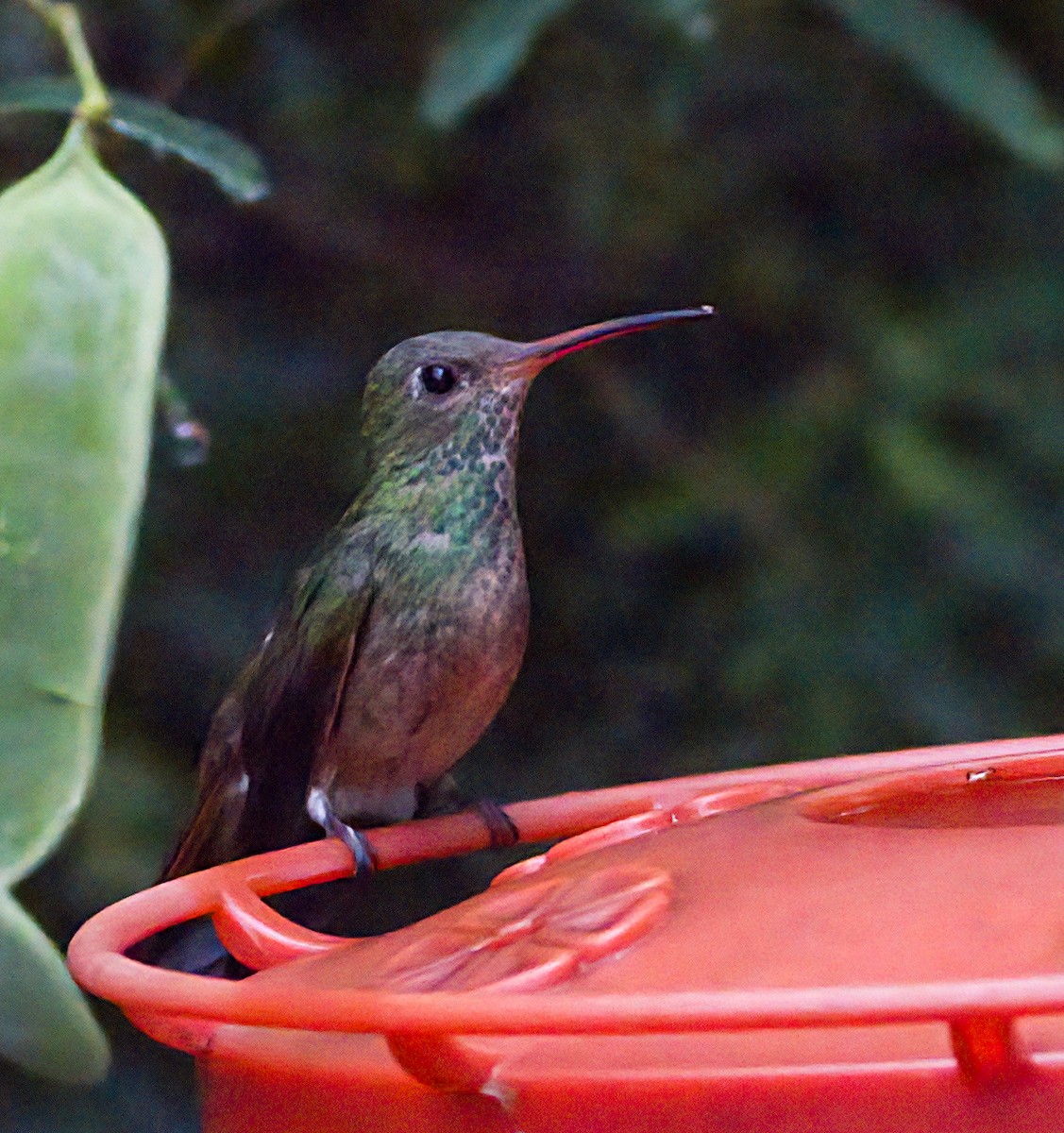 Buff-bellied Hummingbird - ML618560813