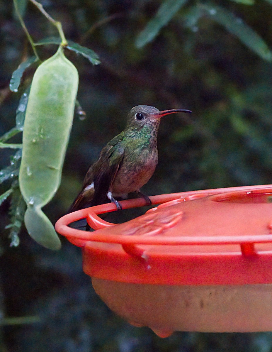Buff-bellied Hummingbird - ML618560817