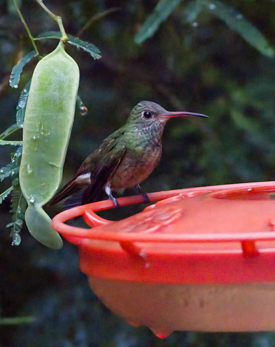 Buff-bellied Hummingbird - ML618560820