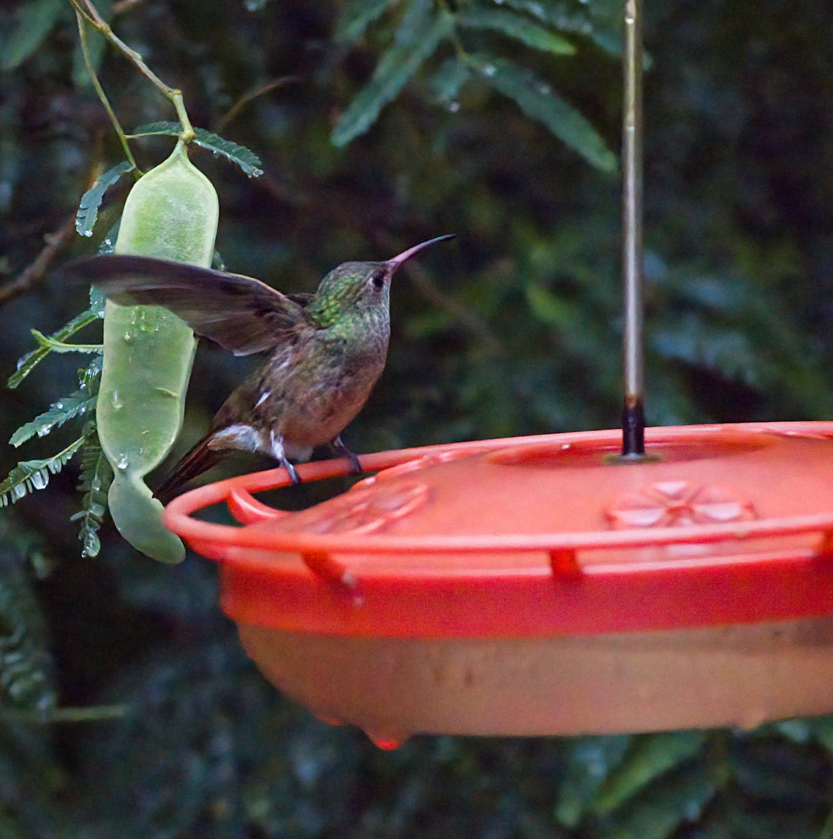 Buff-bellied Hummingbird - ML618560825