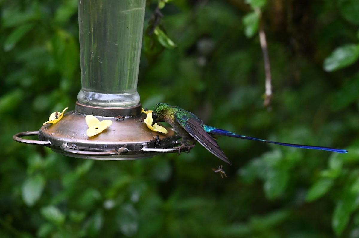 Violet-tailed Sylph - ML618560829