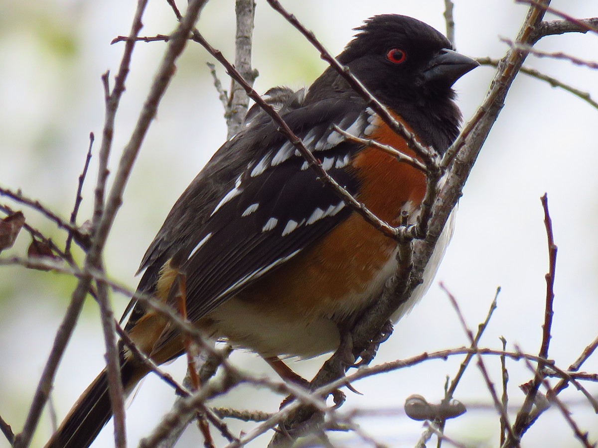 Spotted Towhee - ML618560841