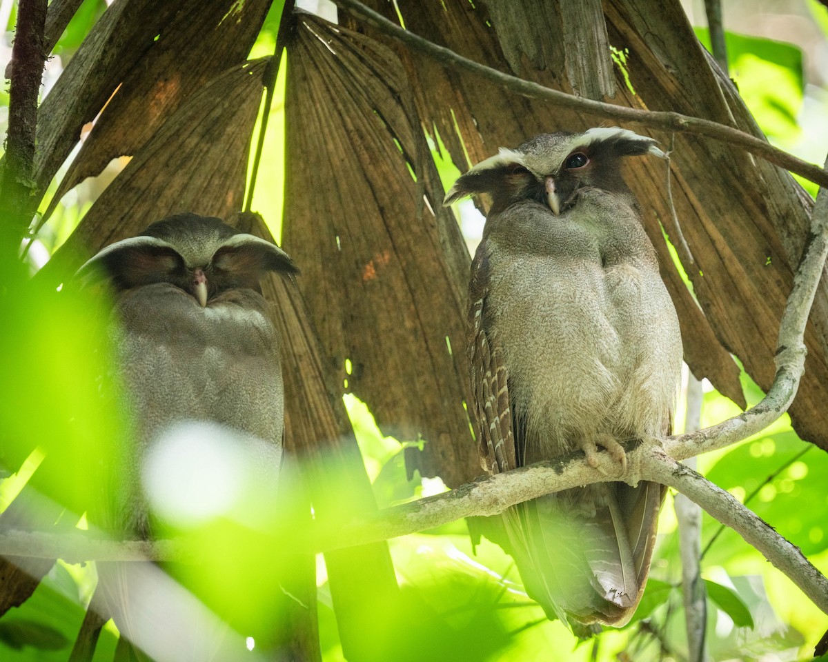 Crested Owl - ML618560887