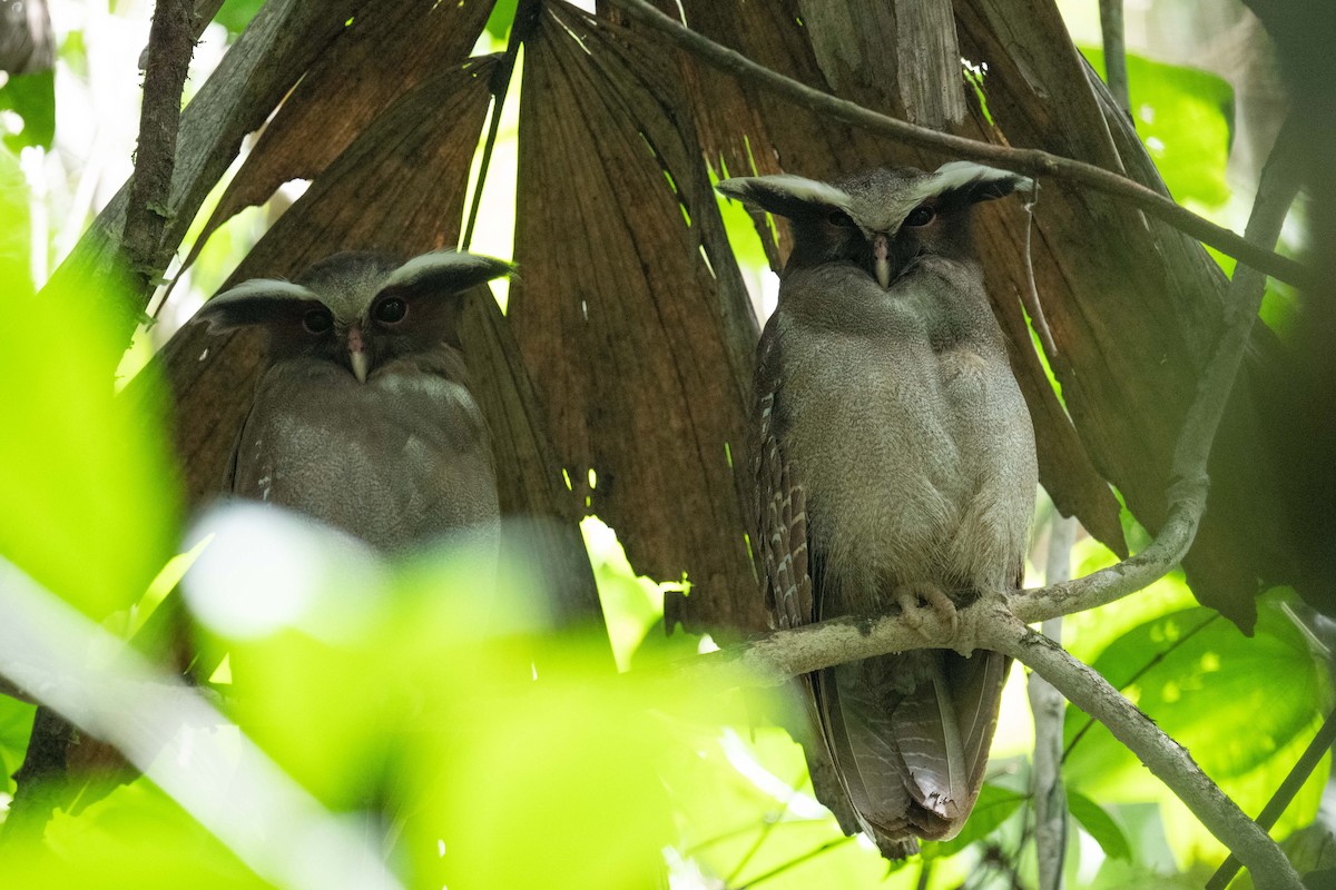 Crested Owl - ML618560888