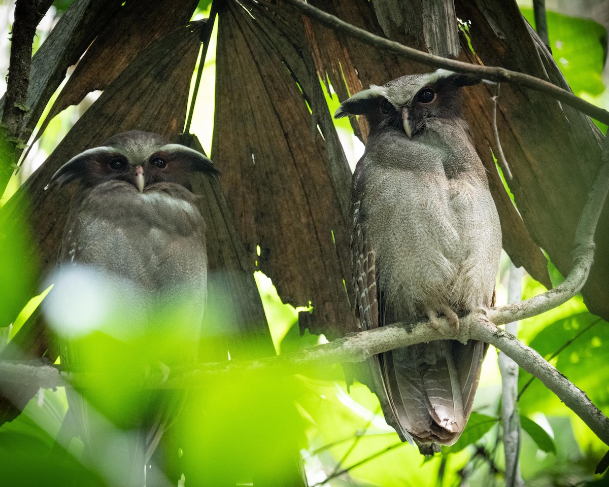 Crested Owl - ML618560889